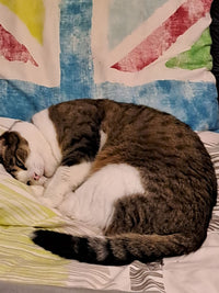 Le chat de Bruno L. est nourri avec les croquettes aux insectes de la marque réglo