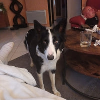 Le chien de Christelle P. est nourri avec les croquettes aux insectes de la marque réglo