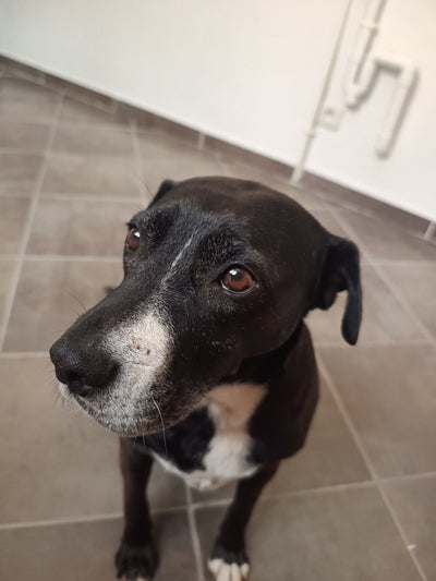 L'avis de aline c. sur les croquettes aux insectes pour chien de la marque Réglo