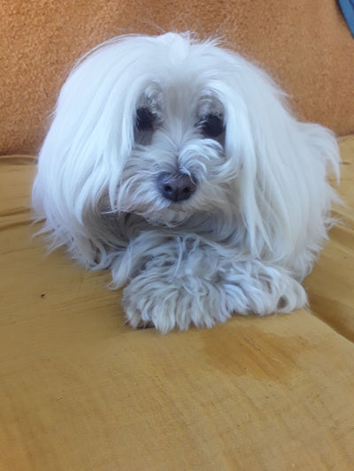 L'avis de Murielle P. sur les croquettes aux insectes pour chien de la marque Réglo