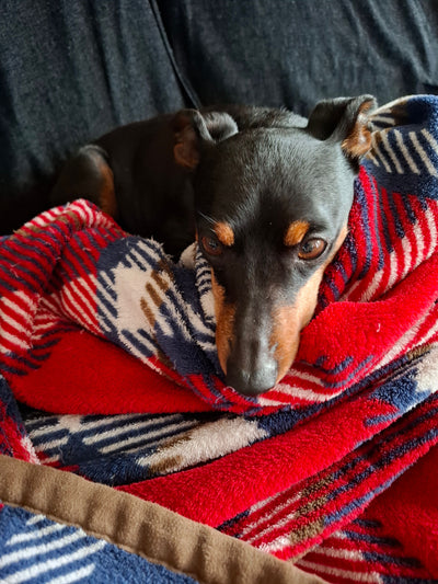 L'avis de Franck H. sur les croquettes aux insectes pour chien de la marque Réglo