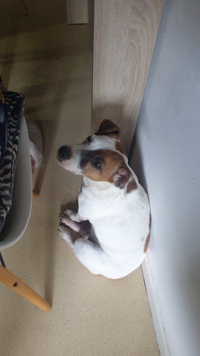L'avis de claude R. sur les croquettes aux insectes pour chien de la marque Réglo