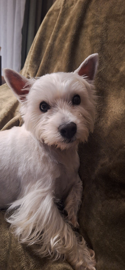 L'avis de aline m. sur les croquettes aux insectes pour chien de la marque Réglo