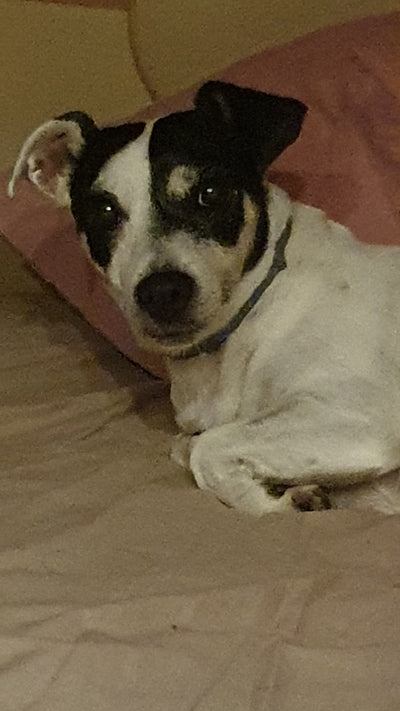 L'avis de Véronique T. sur les croquettes aux insectes pour chien de la marque Réglo