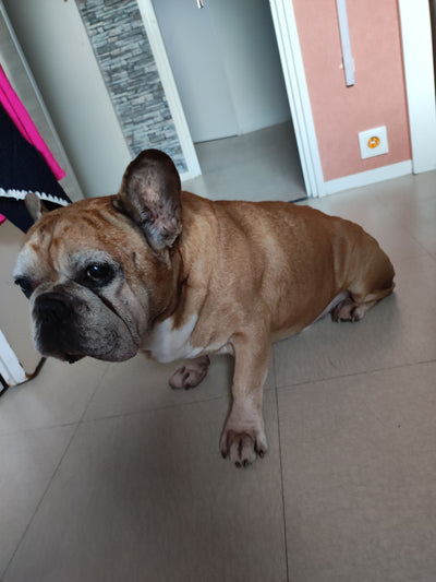 L'avis de Lydia C. sur les croquettes aux insectes pour chien de la marque Réglo