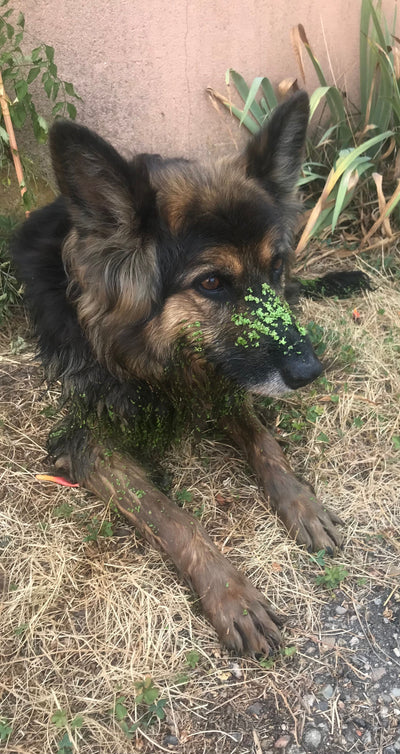 L'avis de Madeleine l. sur les croquettes aux insectes pour chien de la marque Réglo