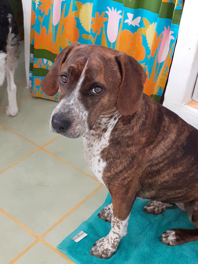 L'avis de sylvia p. sur les croquettes aux insectes pour chien de la marque Réglo