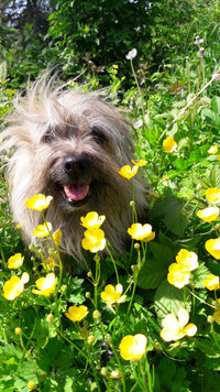 Le chien de Corinne D. est nourri avec les croquettes aux insectes de la marque réglo