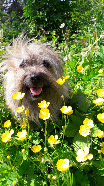 L'avis de Corinne D. sur les croquettes aux insectes pour chien de la marque réglo