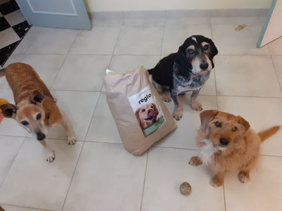 L'avis de Eva M. sur les croquettes aux insectes pour chien de la marque Réglo