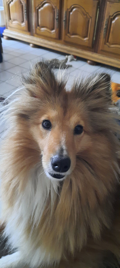 L'avis de Patrick L. sur les croquettes aux insectes pour chien de la marque Réglo