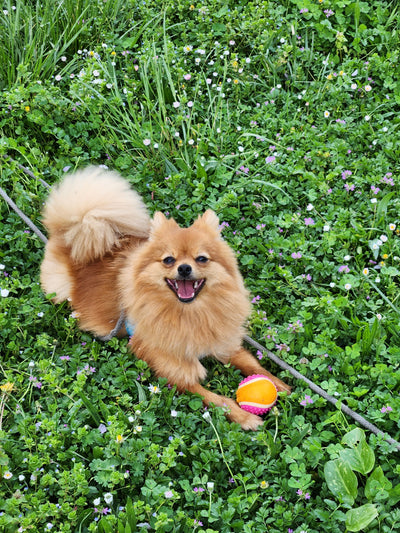 L'avis de julie p. sur les croquettes aux insectes pour chien de la marque Réglo
