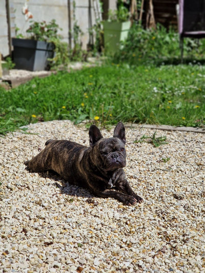L'avis de Aurélie B. sur les croquettes aux insectes pour chien de la marque Réglo