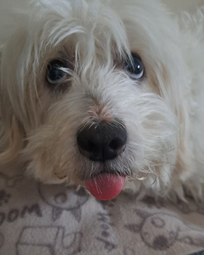 L'avis de Sandrine B. sur les croquettes aux insectes pour chien de la marque Réglo