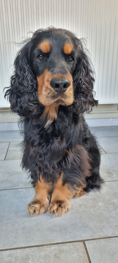 L'avis de Nathalie H. sur les croquettes aux insectes pour chien de la marque Réglo