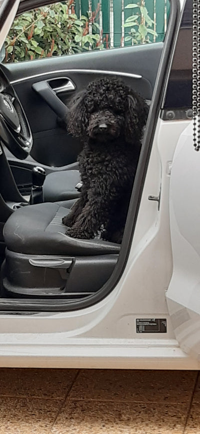 L'avis de Elodie E. sur les croquettes aux insectes pour chien de la marque Réglo