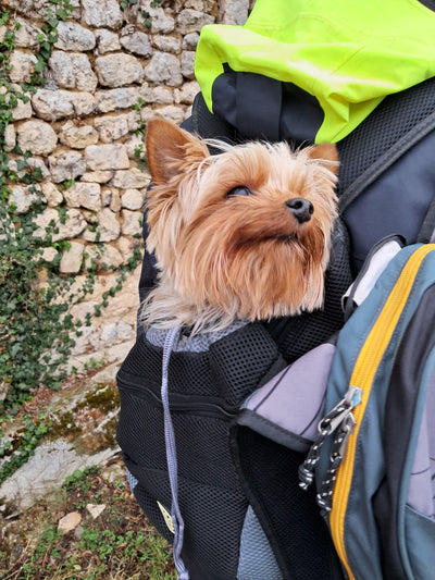 L'avis de Louis K. sur les croquettes aux insectes pour chien de la marque Réglo