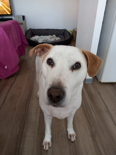 L'avis de Didier S. sur les croquettes aux insectes pour chien de la marque Réglo