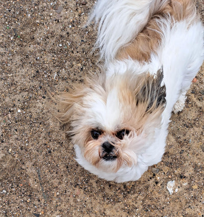 L'avis de eva p. sur les croquettes aux insectes pour chien de la marque Réglo