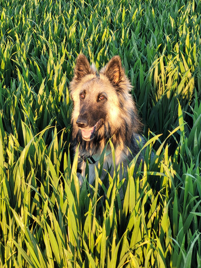 L'avis de Elisabeth B. sur les croquettes aux insectes pour chien de la marque Réglo