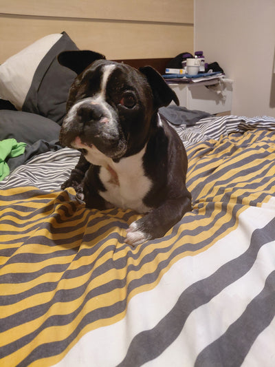 L'avis de virginie j. sur les croquettes aux insectes pour chien de la marque Réglo