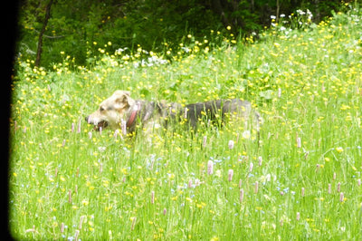 L'avis de helene l. sur les croquettes aux insectes pour chien de la marque Réglo