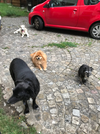 L'avis de Mireille B. sur les croquettes aux insectes pour chien de la marque Réglo