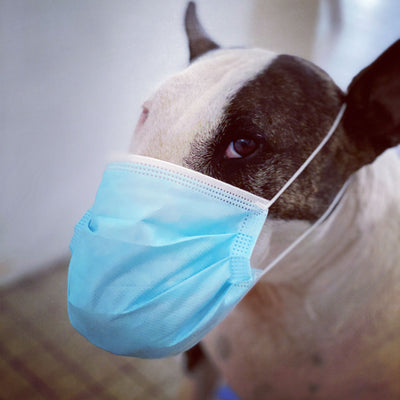 L'avis de Christophe V. sur les croquettes aux insectes pour chien de la marque Réglo