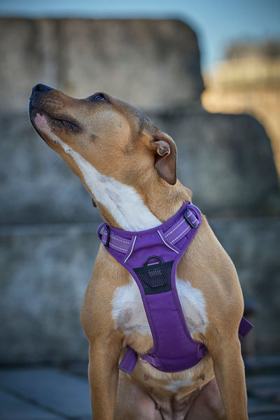 L'avis de Christine J. sur les croquettes aux insectes pour chien de la marque Réglo