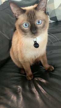 Le chat de Valerian G. est nourri avec les croquettes aux insectes de la marque réglo