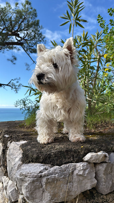 L'avis de Valerie L. sur les croquettes aux insectes pour chien de la marque Réglo