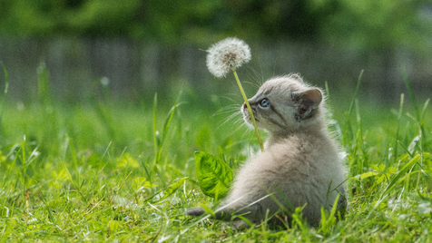 Accueillir son Chaton à la maison