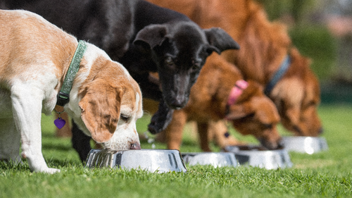 Comment choisir une alimentation de qualité pour votre chien ?