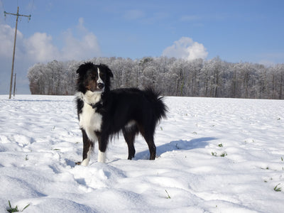 L'avis de Véronique N. sur les croquettes aux insectes pour chien de la marque Réglo