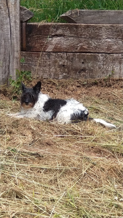 L'avis de Sylvie G. sur les croquettes aux insectes pour chien de la marque Réglo
