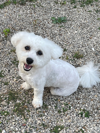 L'avis de Eric B. sur les croquettes aux insectes pour chien de la marque Réglo