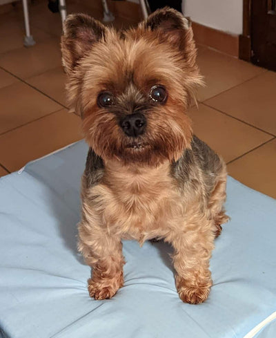 L'avis de murielle.maire@hotmail.fr M. sur les croquettes aux insectes pour chien de la marque Réglo