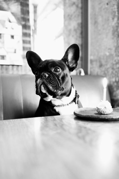L'avis de antonin B. sur les croquettes aux insectes pour chien de la marque Réglo