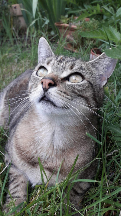 L'avis de Sophie T. sur les croquettes aux insectes pour chat de la marque réglo