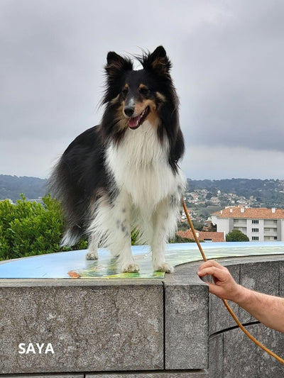 L'avis de Franck B. sur les croquettes aux insectes pour chien de la marque Réglo