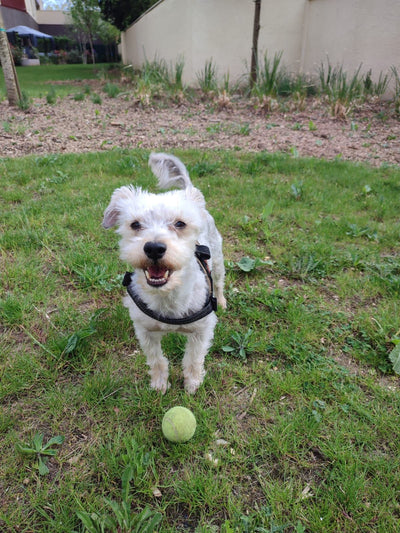 L'avis de Vincent L. sur les croquettes aux insectes pour chien de la marque Réglo