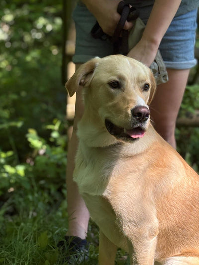 L'avis de Fanny C. sur les croquettes aux insectes pour chien de la marque Réglo