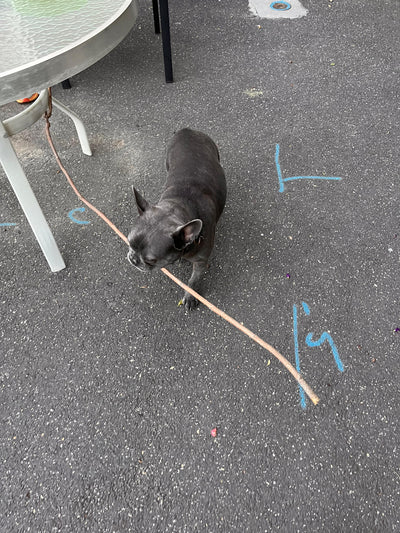 L'avis de Céline M. sur les croquettes aux insectes pour chien de la marque Réglo