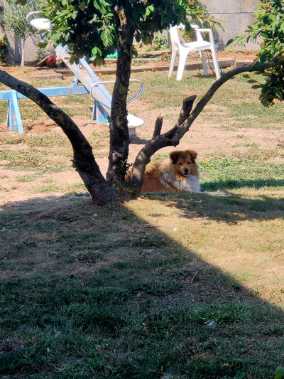 L'avis de Beatrice L. sur les croquettes aux insectes pour chien de la marque Réglo