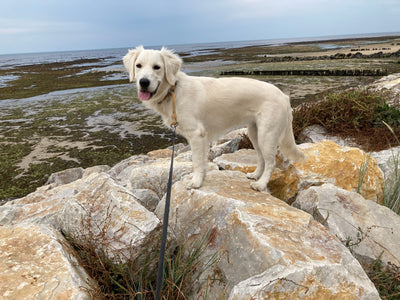 L'avis de Serge C. sur les croquettes aux insectes pour chien de la marque Réglo