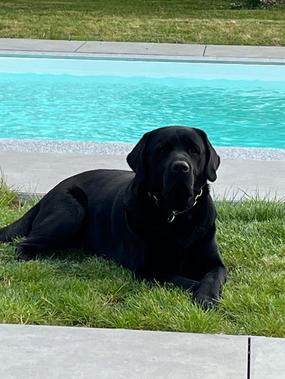 L'avis de SONIA P. sur les croquettes aux insectes pour chien de la marque Réglo