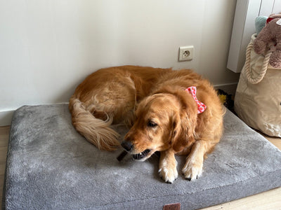 L'avis de Julie M. sur les croquettes aux insectes pour chien de la marque Réglo