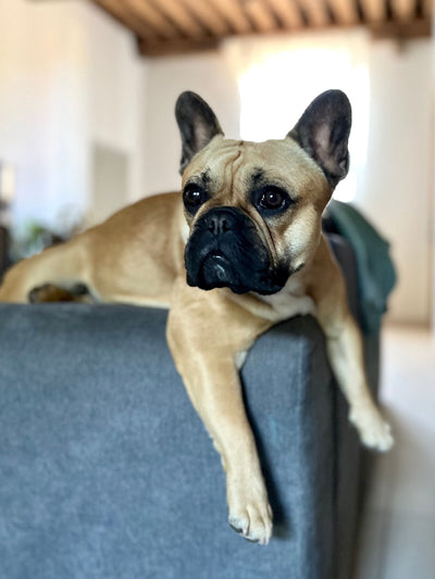 L'avis de Elodie B. sur les croquettes aux insectes pour chien de la marque Réglo