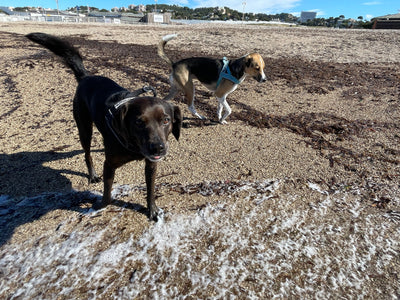 L'avis de Carole B. sur les croquettes aux insectes pour chien de la marque Réglo