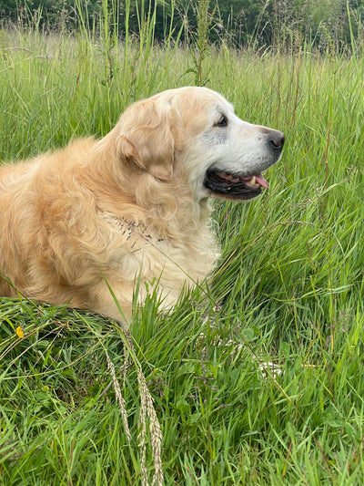 L'avis de Agnès L. sur les croquettes aux insectes pour chien de la marque Réglo